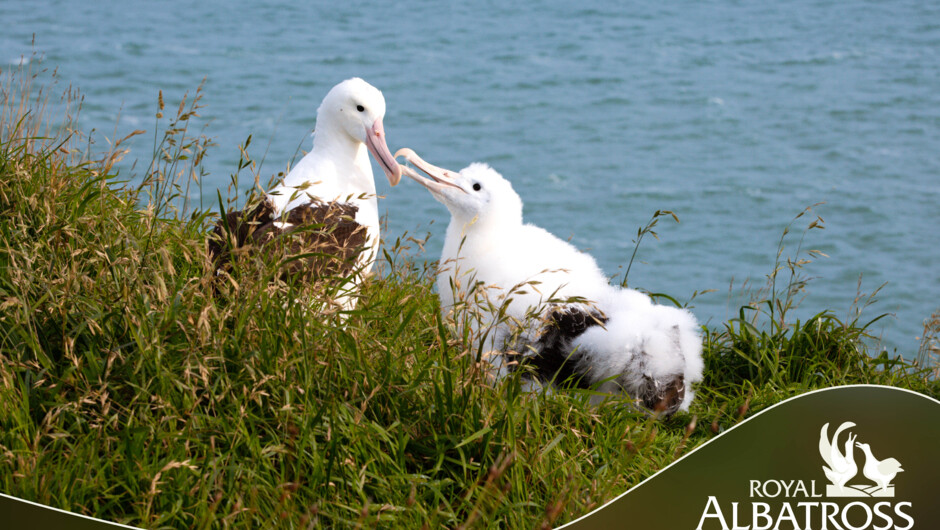 6 month old chick begging for food.