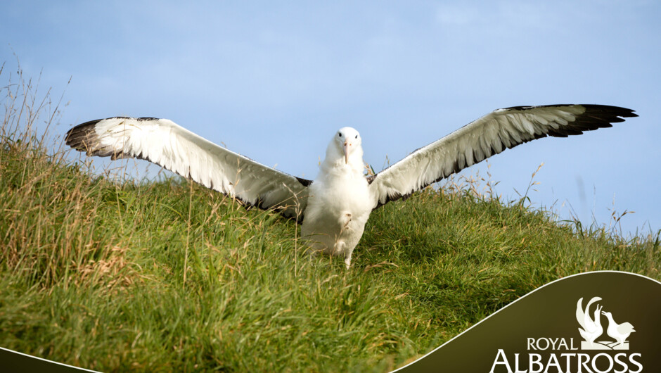 7 month old chick stretching wings.