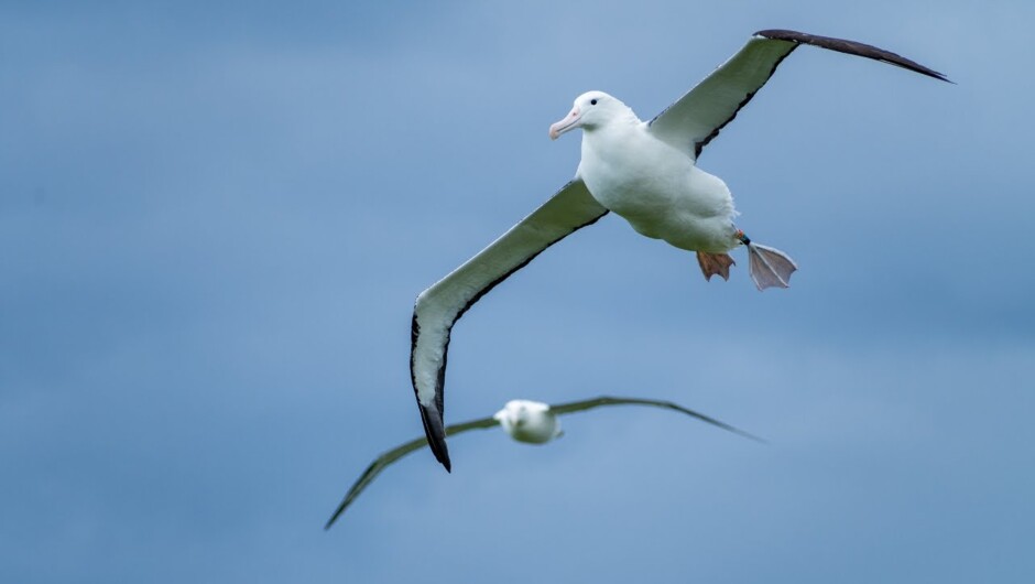 Visit the Royal Albatross Centre