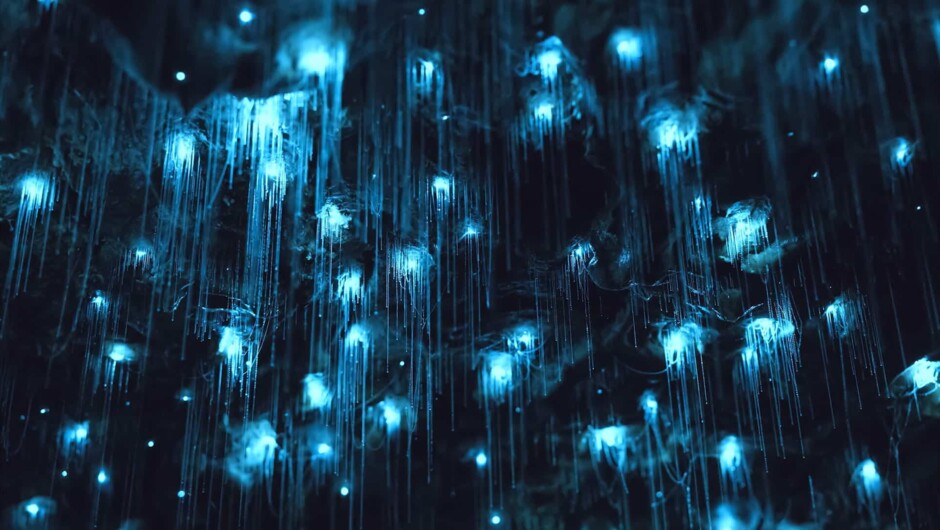 Glow worms at the world famous Waitomo Caves