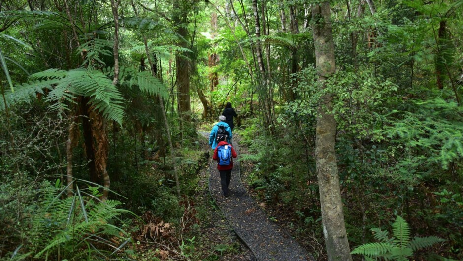 Easy gravel walking track