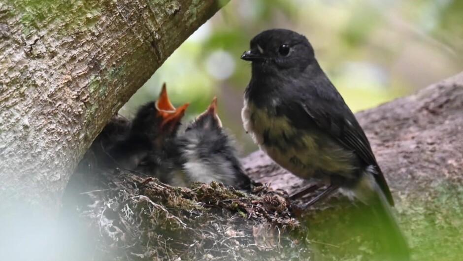 Stewart Island Robin