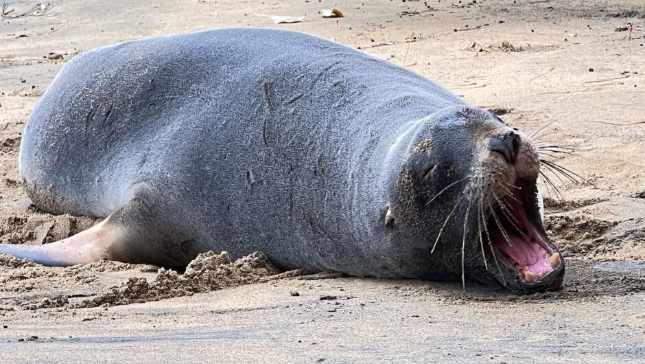 NZ Sea lion