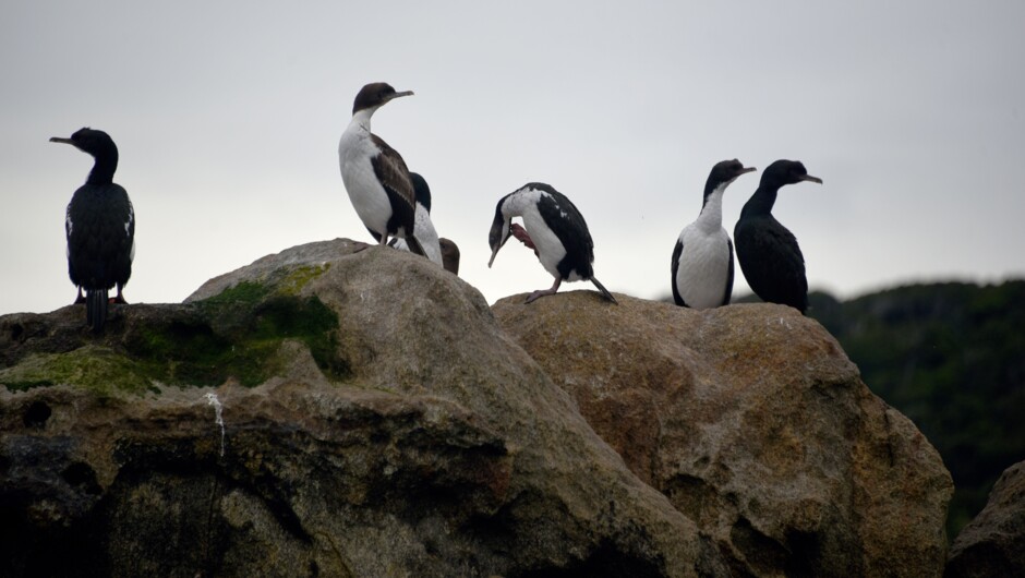Stewart Island Shag