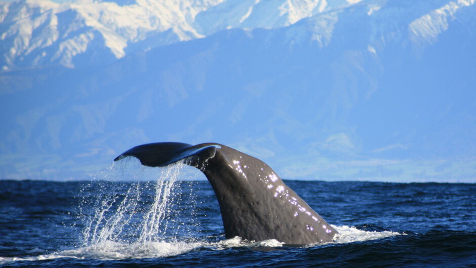 Whale off the Kaikōura coast of New Zealand