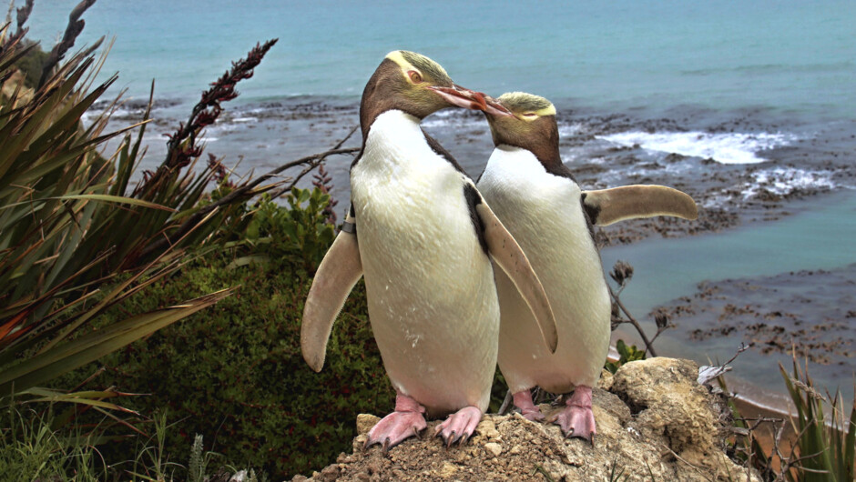 Only on the South Island: Yellow-Eyed Penguins