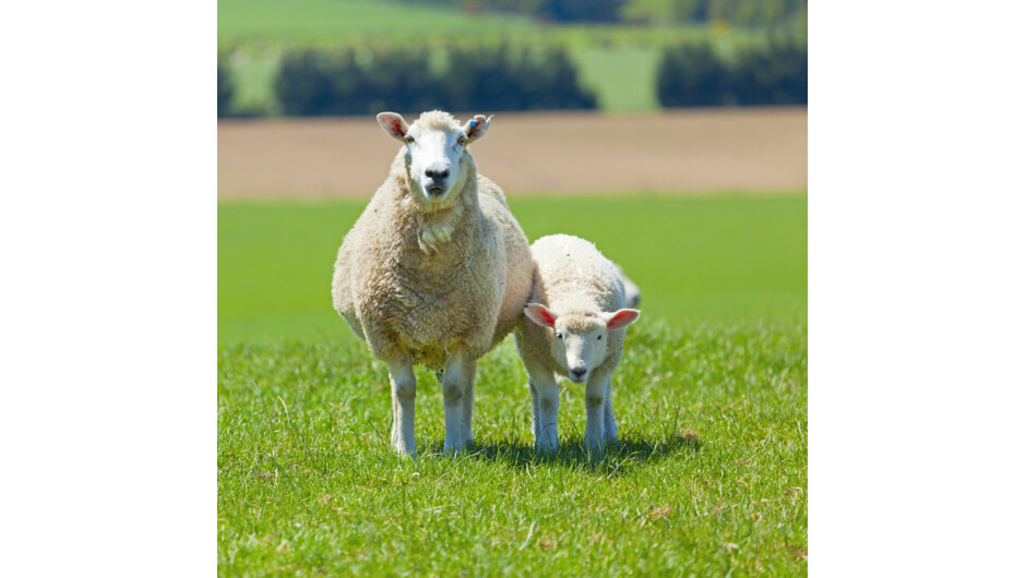 Sheep family