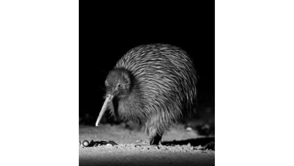 Southern Brown Kiwi - Rakiura Tokoeka