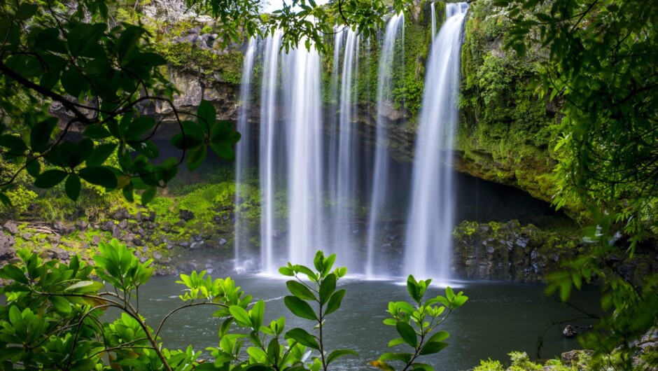 Rainbow Falls, Kerikeri