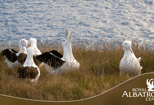 Your only chance to see the world's only mainland Royal Albatross breeding colony. Visit our exclusive observatory in the nature reserve to see giant albatross throughout their breeding cycle as they court, lay eggs and raise huge fluffy chicks.