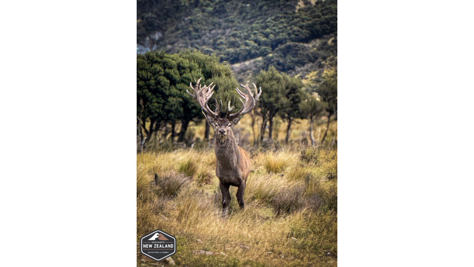 A mature New Zealand red stag standing in classic high-country terrain, surrounded by native bush and golden tussock.
An example of the quality trophy animals found on Backcountry New Zealand Outfitters’ private hunting land.