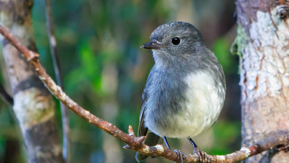 One of our native birds.