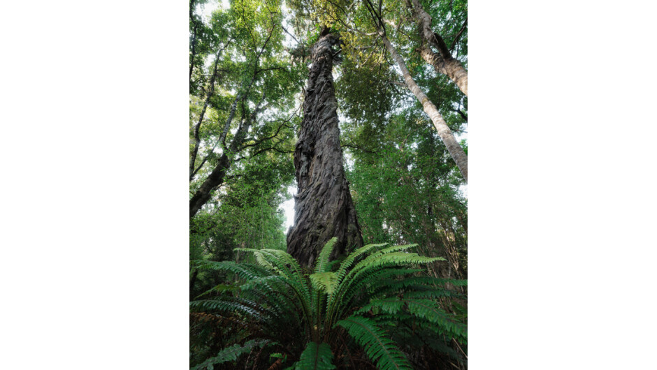 The beauty of the podocarp