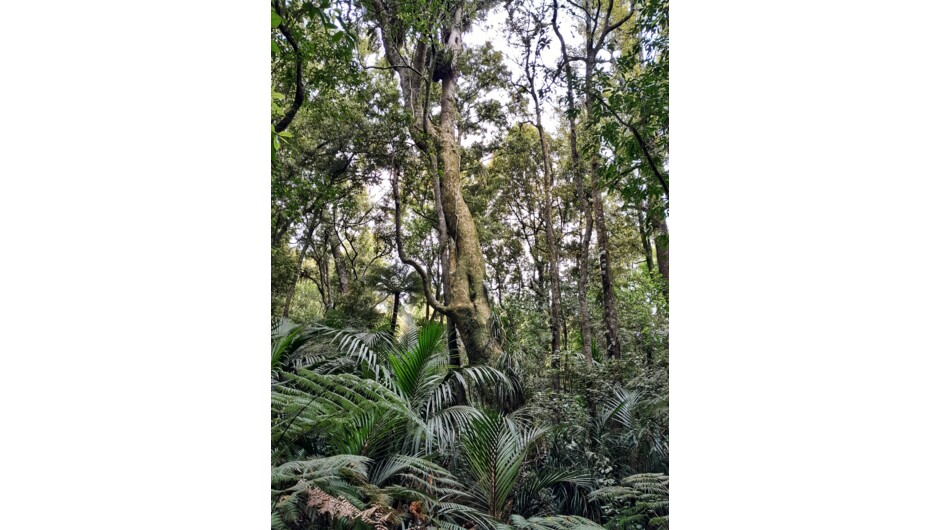 Indigenous forest