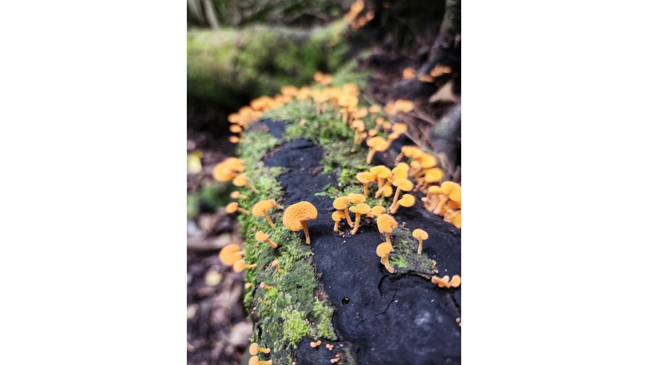 Fungi growing on a log