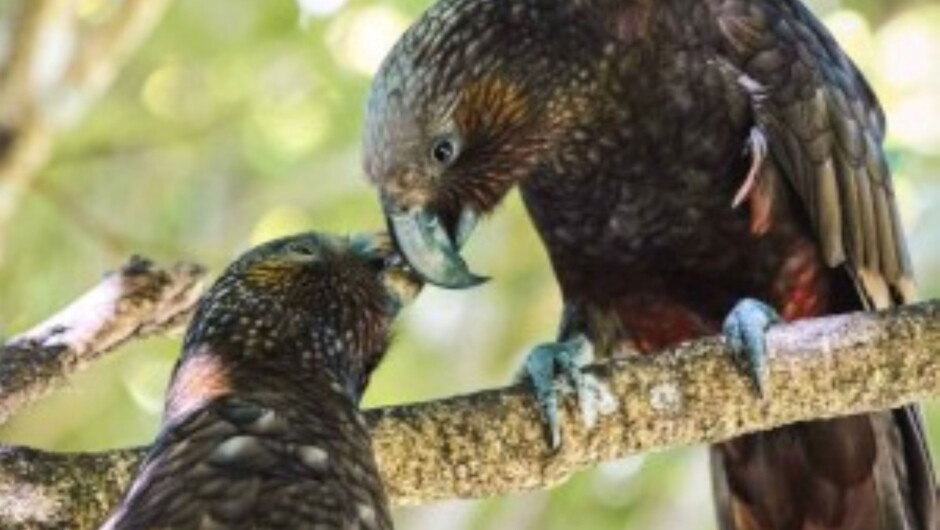 Pūkaha National Wildlife Centre