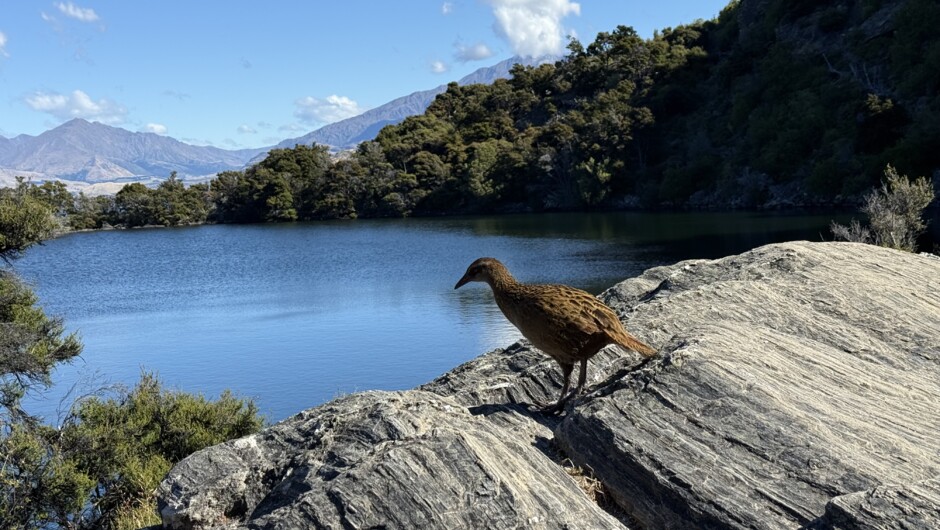 Spot the Buff Weka (extinct on mainland New Zealand)