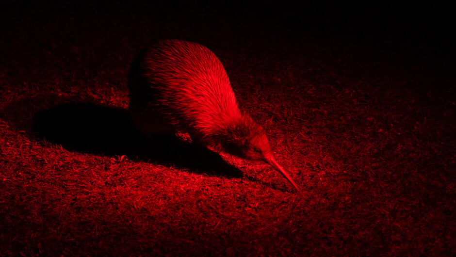 Female - Stewart Island Tokoeka kiwi seen on our Evening Eco Watch / Kiwi Spotting Trip