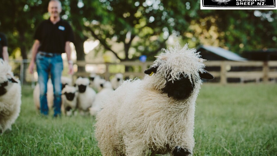 Meet the iconic Valais Blacknose sheep