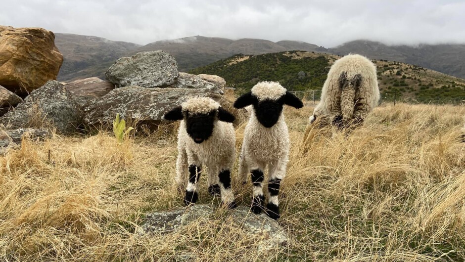 Meet the cutest sheep in the world
