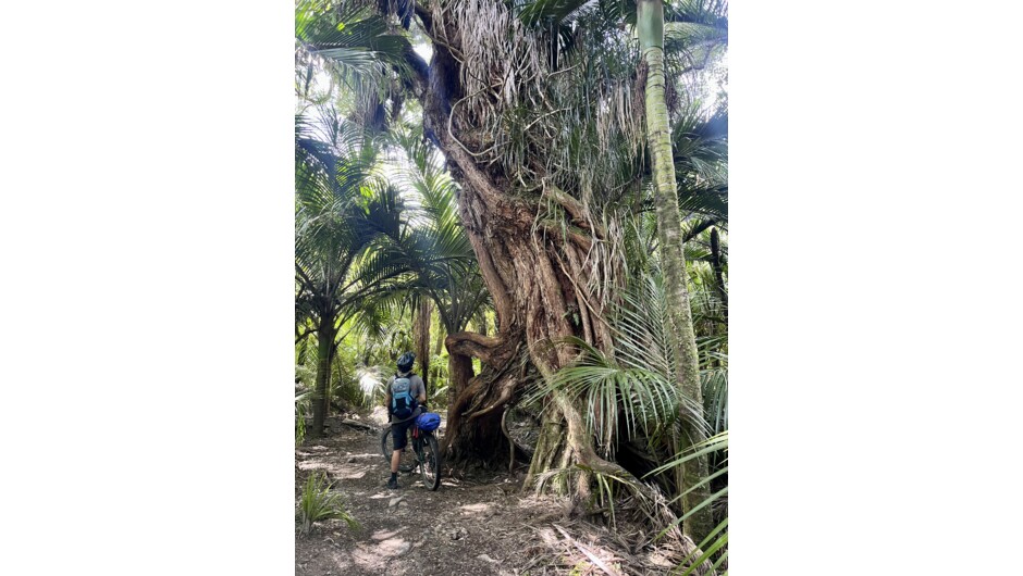 Explore the Wild West coast on the Heaphy Track