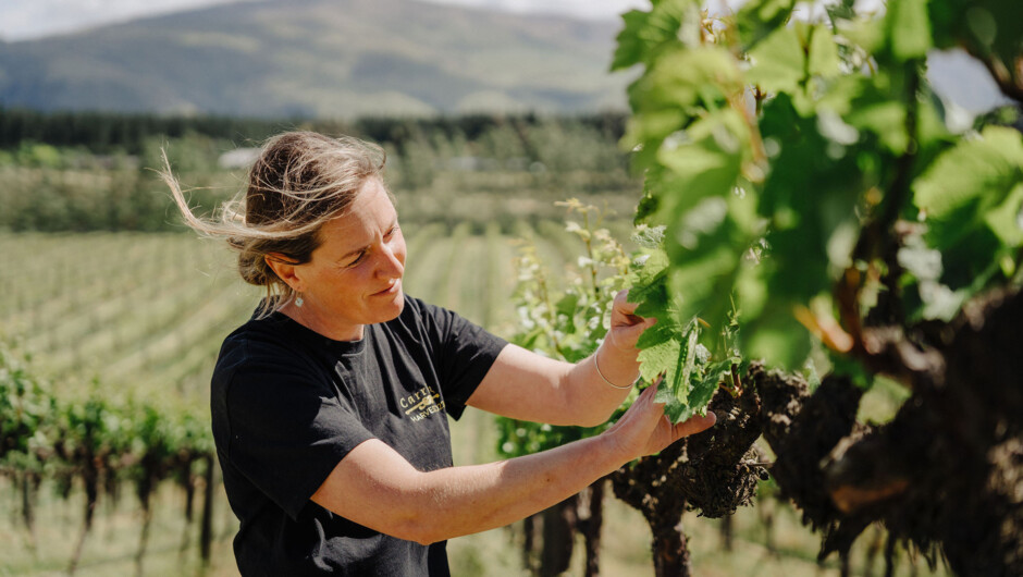 Amongst the Vines at Carrick Winery