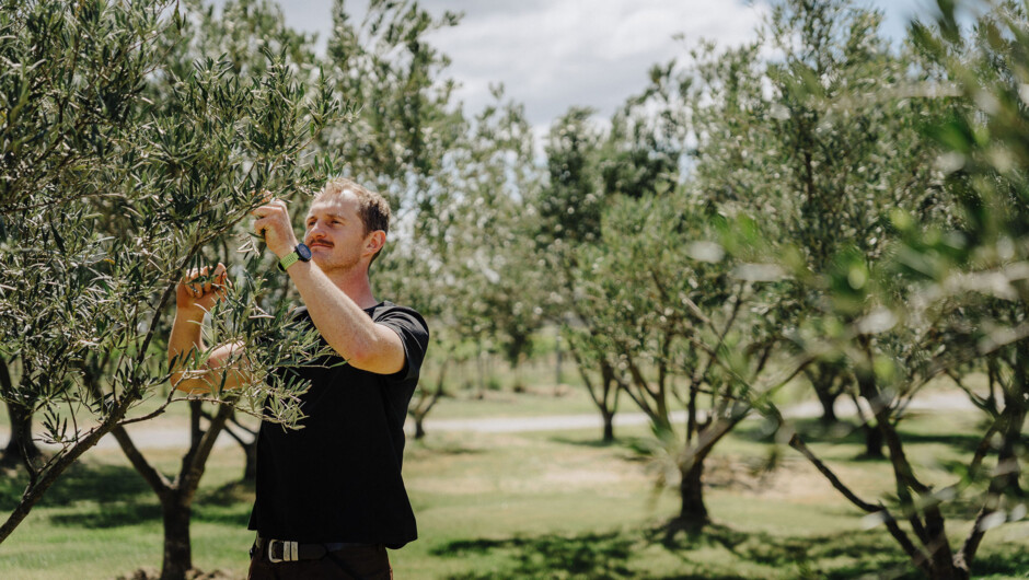Exploring the vines during the summer