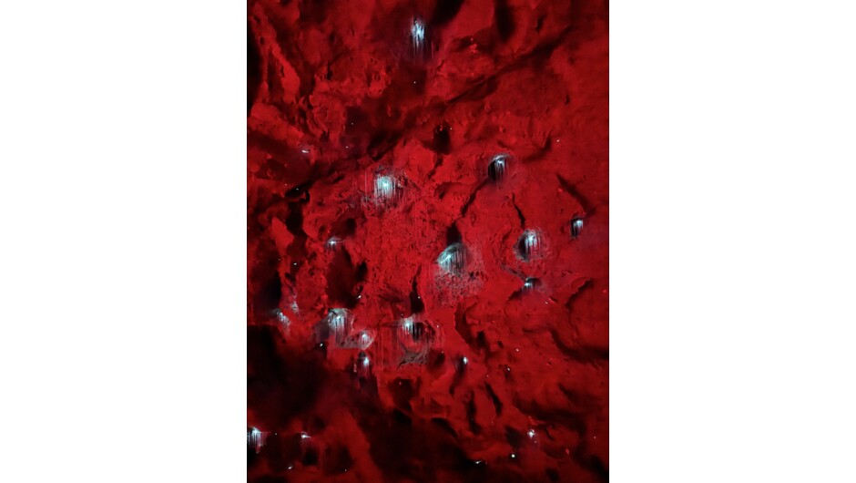 Get up close to real glowworms