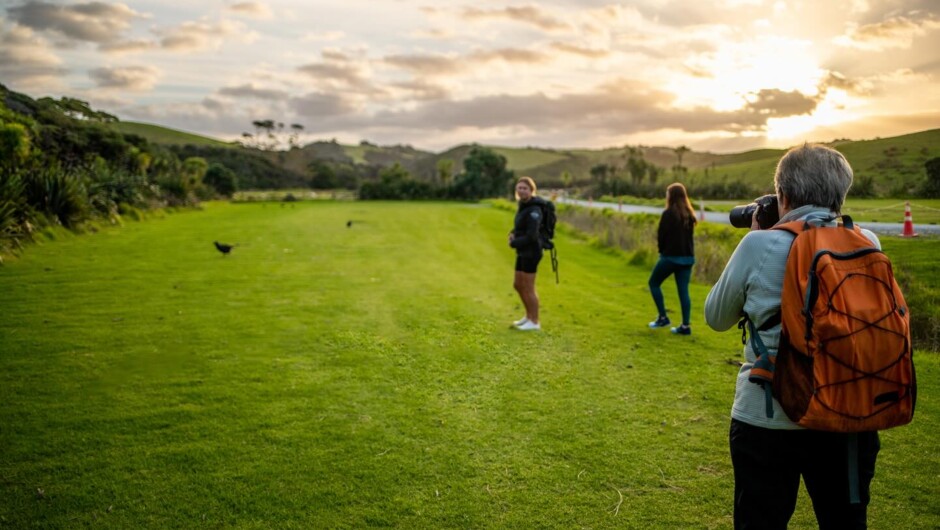 Kiwi Wilderness Experience