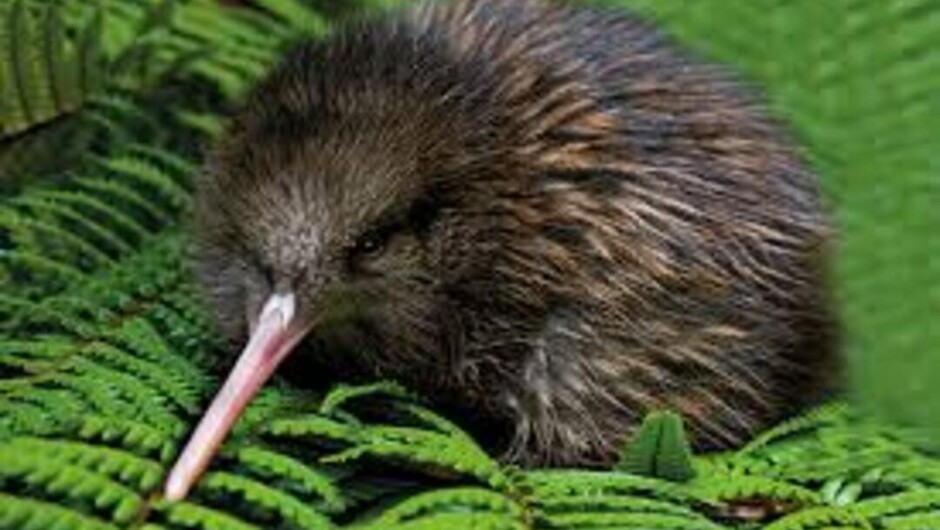 Kiwi Wilderness Experience