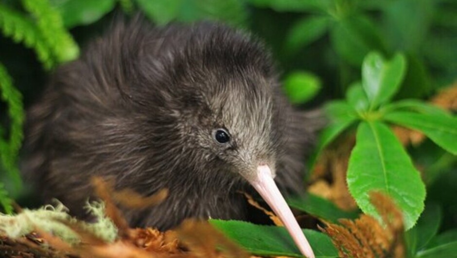 Kiwi Wilderness Experience