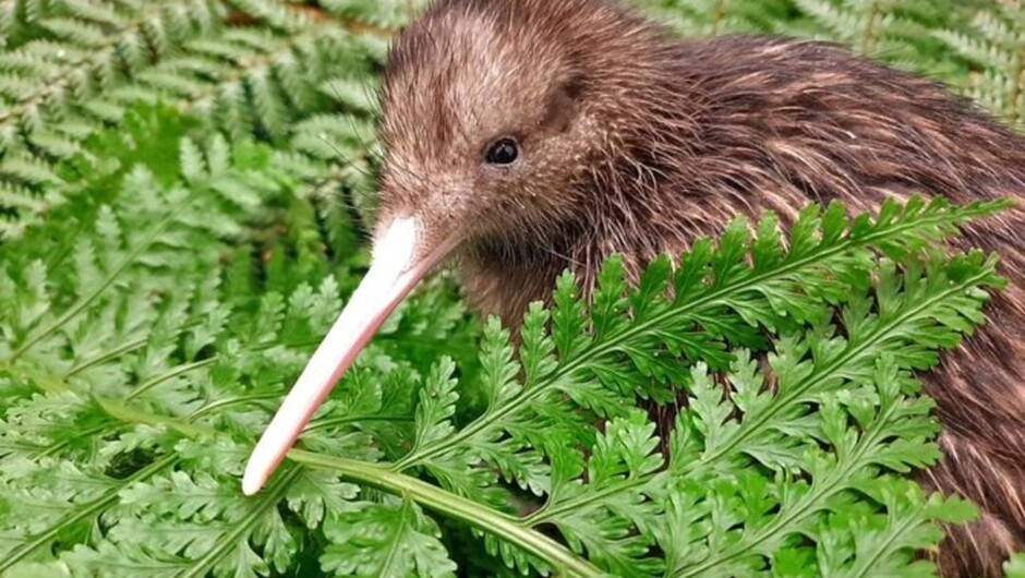 Kiwi Wilderness Experience