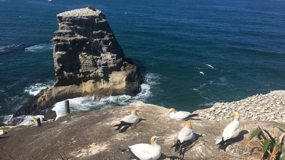 Muriwai Beach