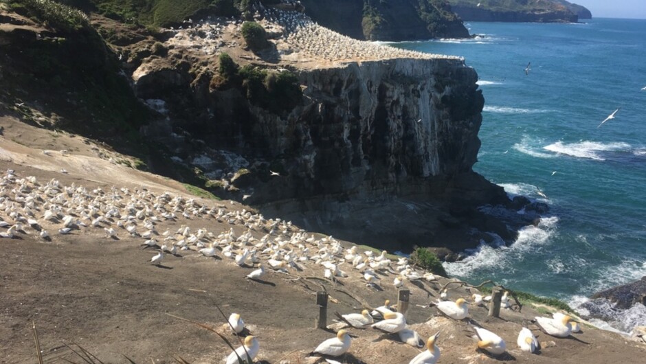 Muriwai Beach