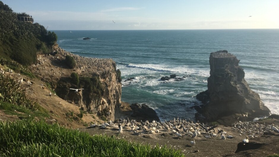 Muriwai Beach