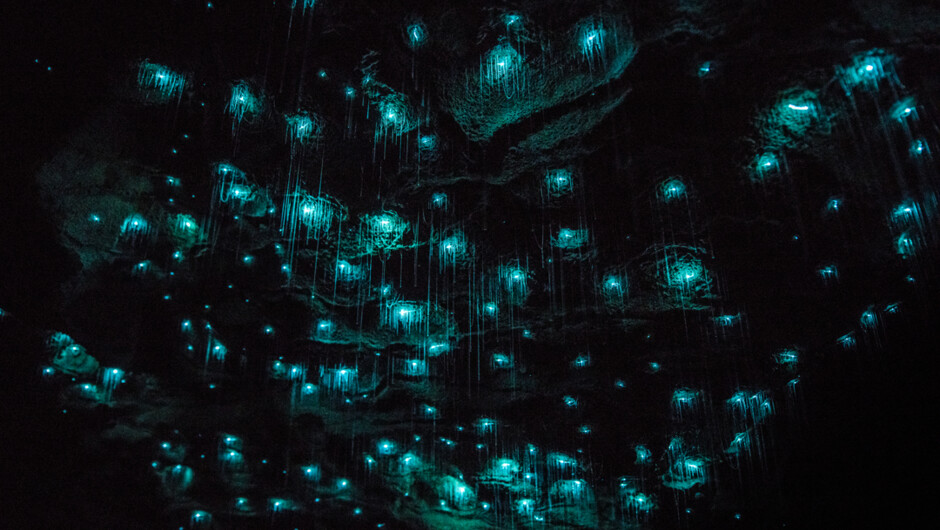 Waitomo Glow Worm Caves