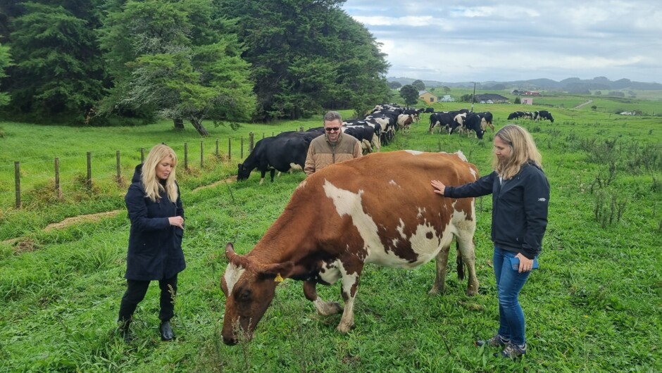 Sheep &amp; Beef Working Farm Tour