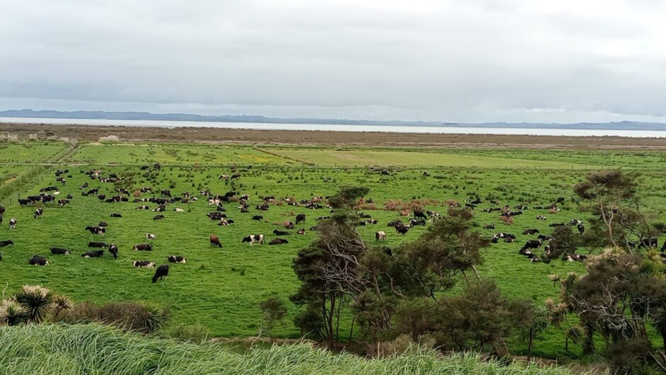 Sheep &amp; Beef Working Farm Tour
