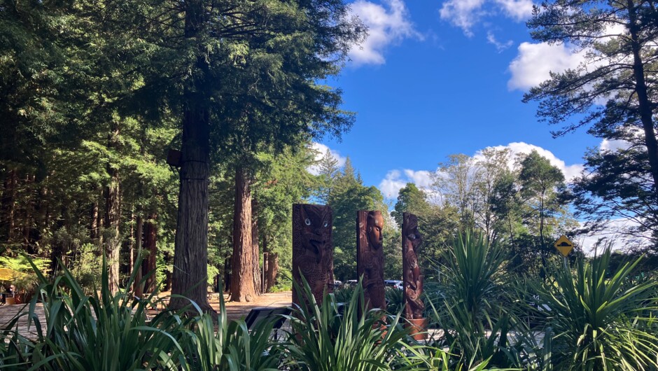The Redwoods