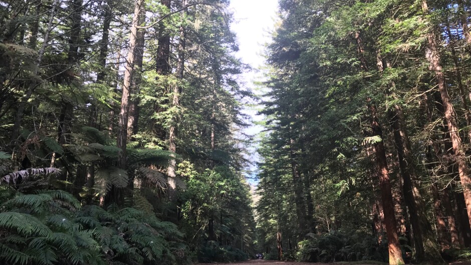 Redwood Forest