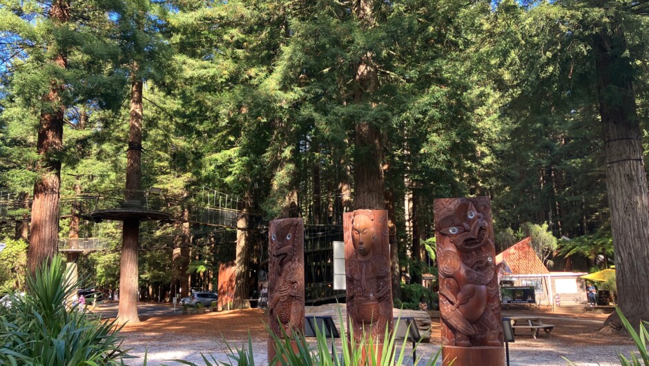 Redwood Forest