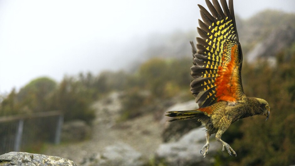 Canterbury wildlife