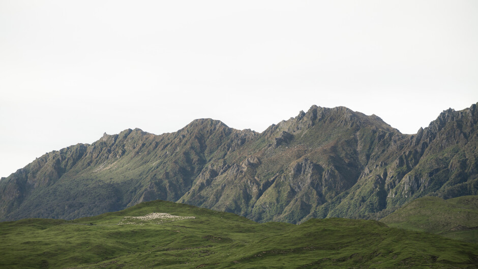 Experience the incredible landscapes of Maunga Hikurangi on an unforgettable 4WD ride. Journey through breathtaking scenery with Ngāti Porou as your guide.