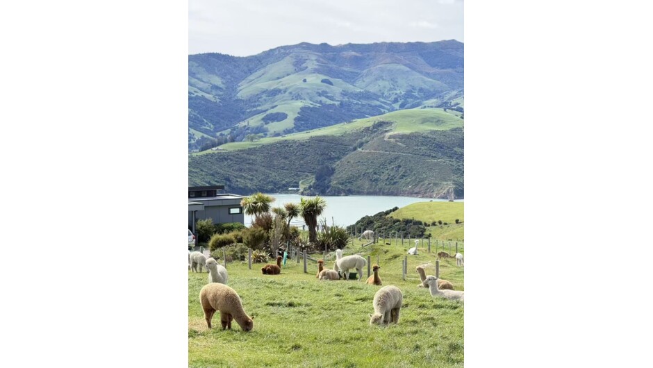 Shamarra Alpaca Farm (Akaroa). One of the must‑visit attractions.