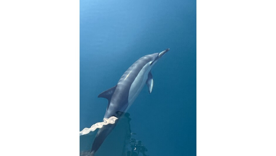 Whale watching in Kaikōura. Go whale‑watching off Kaikōura to spot whales leaping out of the sea.