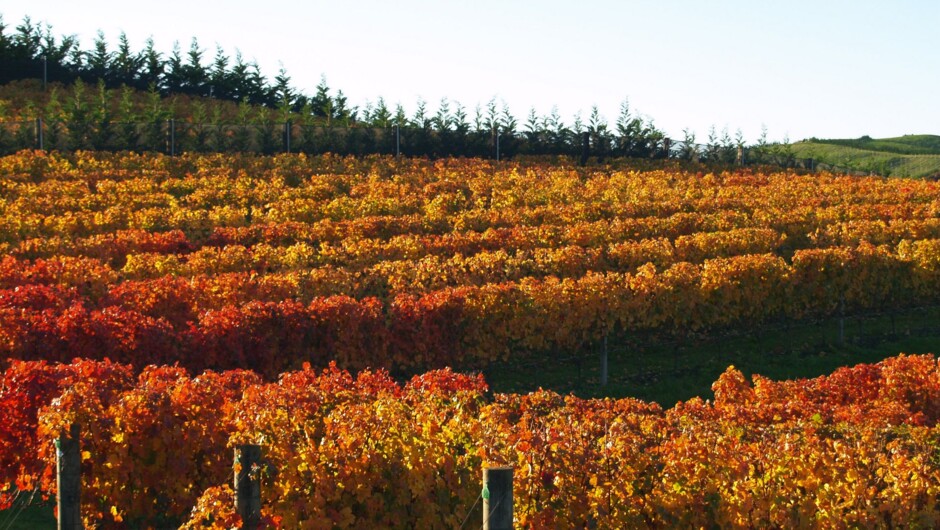 Autumn vines