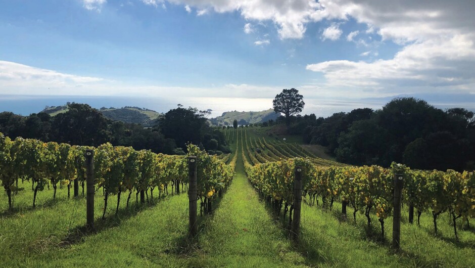 Waiheke Vineyards