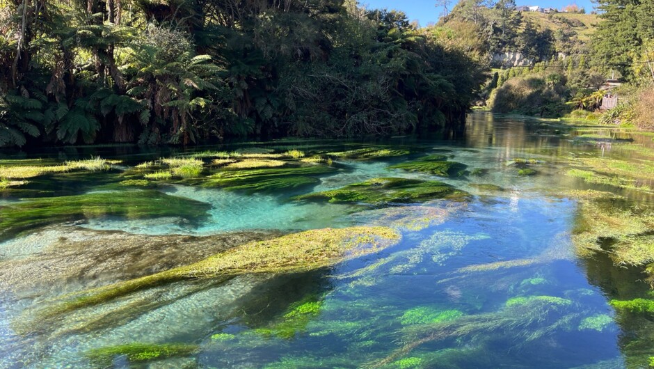 Marvel at the mesmerising, crystal-clear turquoise waters along the peaceful Te Waihou Blue Spring walk.