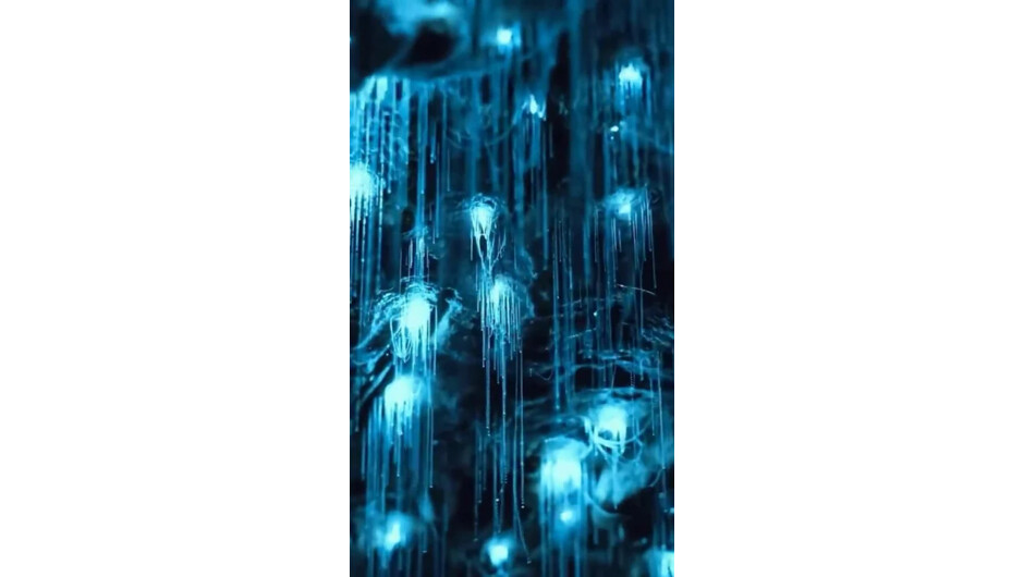 Magical Galaxy of Glowworms inside Waitomo Caves