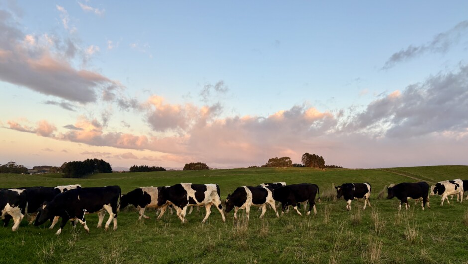 Farming bulls